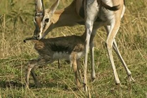 Images Dated 9th September 2003: Thomson's Gazelle Adult and young Maasai Mara, Kenya, Africa