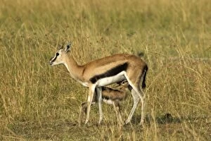 Thomsons Gazelle - adult and young suckling