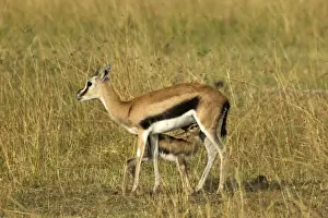 Thomson's Gazelle Adult and young suckling Maasai Mara, Kenya, Africa