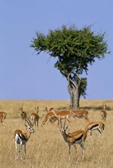 Images Dated 22nd January 2008: Thomson's Gazelle - in background Grant's Gazelle ? Maasai Mara, Kenya, Africa
