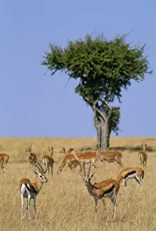 Thomsons Prints: Thomson's Gazelle - in background Grant's Gazelle ? Maasai Mara, Kenya, Africa