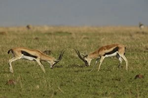Thomsons Gazelle - two in confrontation
