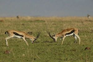 Images Dated 24th August 2003: Thomson's Gazelle Two in confrontation Maasai Mara, Kenya, Africa