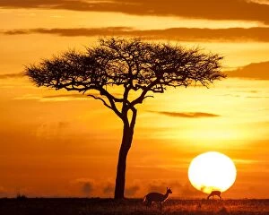 Thomsons Gazelle at dawn sunrise