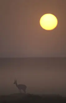 Thomsons Prints: Thomson's Gazelle At dusk