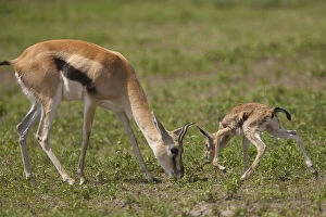 Feed Gallery: Thomson's gazelle and fawn, Ngorongoro Conservation