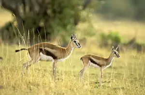 Thomsons Prints: Thomson's Gazelle - Female and young - Maasai Mara National Reserve - Kenya - Africa JFL00590