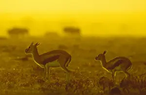 Thomsons Prints: Thomson's Gazelle - female and young - Masai Mara National Reserve - Kenya JFL11989