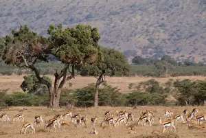 Thomsons Prints: Thomson's Gazelle FL 435 Maasai Mara