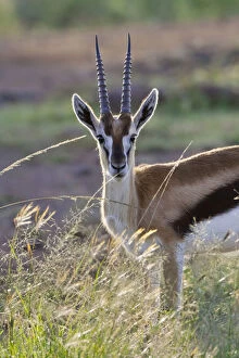 Images Dated 3rd July 2012: Thomson's Gazelle (Gazella thomsoni)