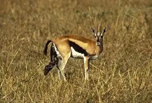 Thomsons Prints: Thomson's Gazelle - giving birth. Masai Mara National Park - Kenya - Africa