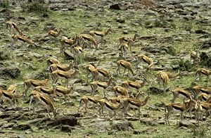 Thomsons Gazelle - Herd