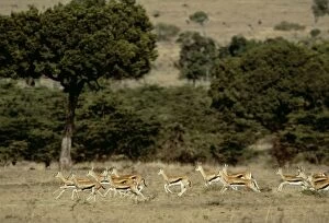Images Dated 1st November 2004: Thomson's Gazelle Herd of Gazelles running Kenya, Africa