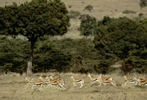 Thomson's Gazelle Herd of Gazelles running Kenya, Africa