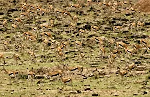 Thomsons Prints: Thomson's Gazelle - Large herd on rocky hillside - Maasai Mara National Reserve - Kenya - Africa JFL00595