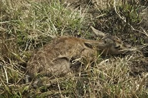 Thomsons Gazelle - Lying down in grass