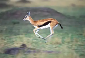 Thomson's Gazelle Maasai Mara, Kenya, Africa