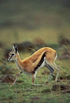 Images Dated 14th September 2004: Thomson's Gazelle Maasai Mara, Kenya, Africa