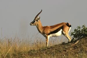 Images Dated 1st September 2003: Thomson's Gazelle Maasai Mara, Kenya, Africa