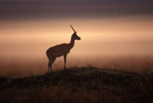 Silhouette Collection: Thomson's Gazelle Maasai Mara, Kenya, Africa