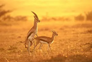 Thomson's Gazelle Maasai Mara, Kenya, Africa