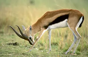 Thomsons Prints: Thomson's Gazelle Male bending forward to nuzzle a front knee