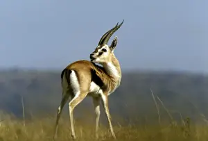 Thomson's Gazelle - male with head turned backwards - Kenya JFL05314