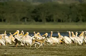 Thomsons Prints: Thomson's Gazelle - Male running with flock of Pelicans in background - Lake Nakuru - Kenya - Africa JFL00556
