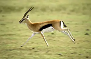 Antelopes Prints: Thomson's Gazelle - Male running - Maasai Mara National Reserve - Kenya - Africa JFL00558