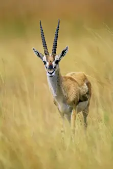 Antelopes Prints: Thomson's Gazelle - Male standing in long grass - Lake Nakuru - Kenya - Africa JFL00526