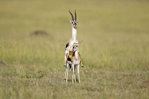 Images Dated 3rd April 2007: Thomson's Gazelle - mating