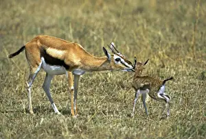 Fawn Prints: Thomson's Gazelle - mother and young baby. Masai mara National Park - Kenya - Africa