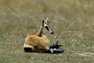 Thomsons Gazelle - mother and young baby