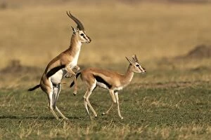 Thomsons Gazelle - pair about to mate