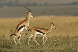 Images Dated 28th August 2004: Thomson's Gazelle - pair about to mate. Maasai Mara National Park - Kenya - Africa