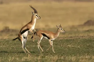 Thomsons Prints: Thomson's Gazelle - pair about to mate. Maasai Mara National Park - Kenya - Africa