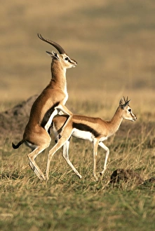 Images Dated 28th August 2004: Thomson's Gazelle - pair mating. Maasai Mara National Park - Kenya - Africa