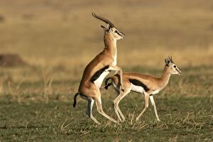 Images Dated 28th August 2004: Thomson's Gazelle - pair mating. Maasai Mara National Park - Kenya - Africa