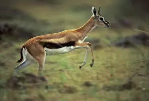 Thomsons Prints: Thomson's Gazelle - running. Masai Mara National Park - Kenya - Africa