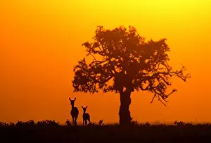 Thomsons Prints: Thomson's Gazelle - Silhouette against orange sky Maasai Mara, Kenya, Africa