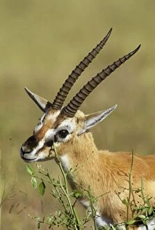 Thomsons Gazelle - territorial scent marking, rubbing secretions from preorbital glands on shrubs