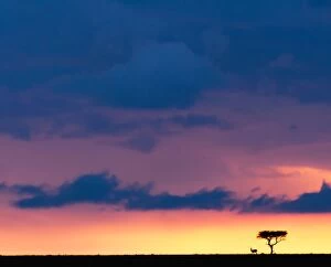 Thomsons Gazelle under a tree at dusk sunset