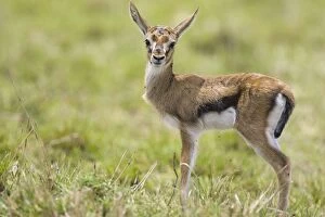 Images Dated 11th October 2005: Thomson's Gazelle - young fawn