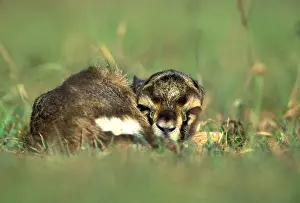 Thomsons Prints: Thomson's Gazelle Young, lying down Maasai Mara, Kenya, Africa