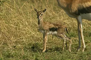 Thomsons Prints: Thomson's Gazelle Young Maasai Mara, Kenya, Africa