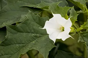 Thorn Apple (Datura stramonium) in flower and fruit. Naturalised in UK