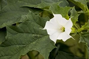 Thorn Apple - in flower and fruit. Naturalised in UK