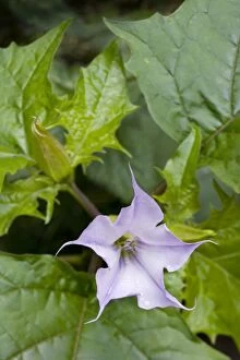 Images Dated 1st October 2009: Thorn Apple of Jimson Weed of Datura