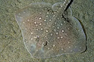Rays Prints: Thornback Ray buried in sand on the sea bed. North Sea and Mediterranean