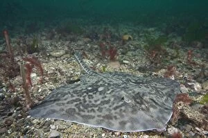 Thornback Ray - hunting for shellfish over seabed